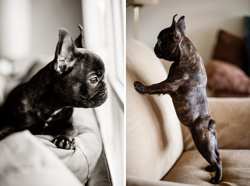 French Bulldog Puppy Portrait by Melissa Mullen Photography