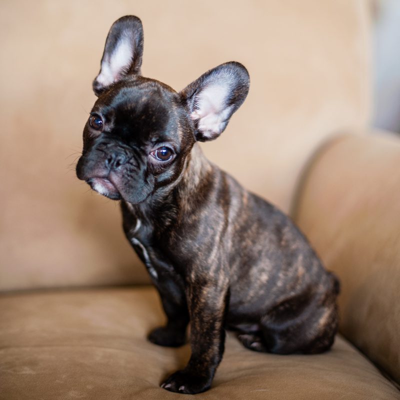 French Bulldog Puppy Portrait by Melissa Mullen Photography